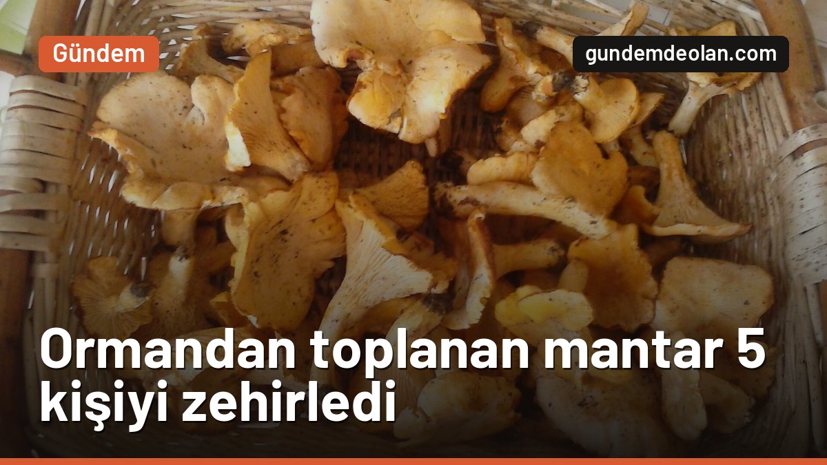 Kastamonu’da ormandan toplanan mantar 5 kişiyi hastanelik etti