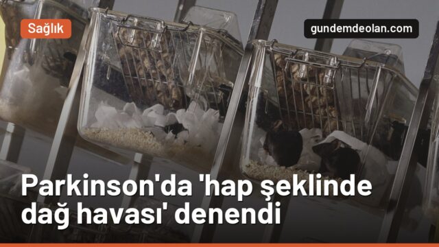 Parkinson’da ‘hap şeklinde dağ havası’ denendi: Farelerde hareket düzeldi