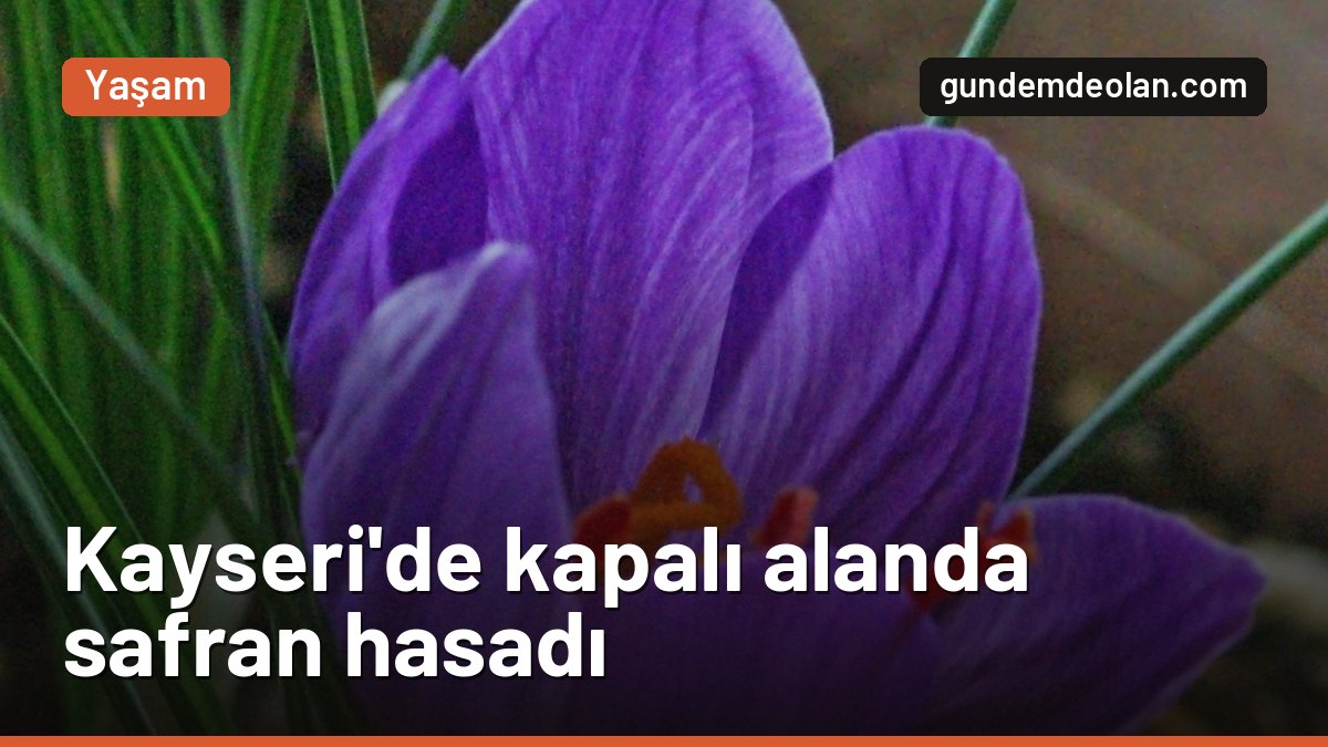 Kayseri’de kapalı alanda topraksız safran üretildi: İlk hasat yapıldı