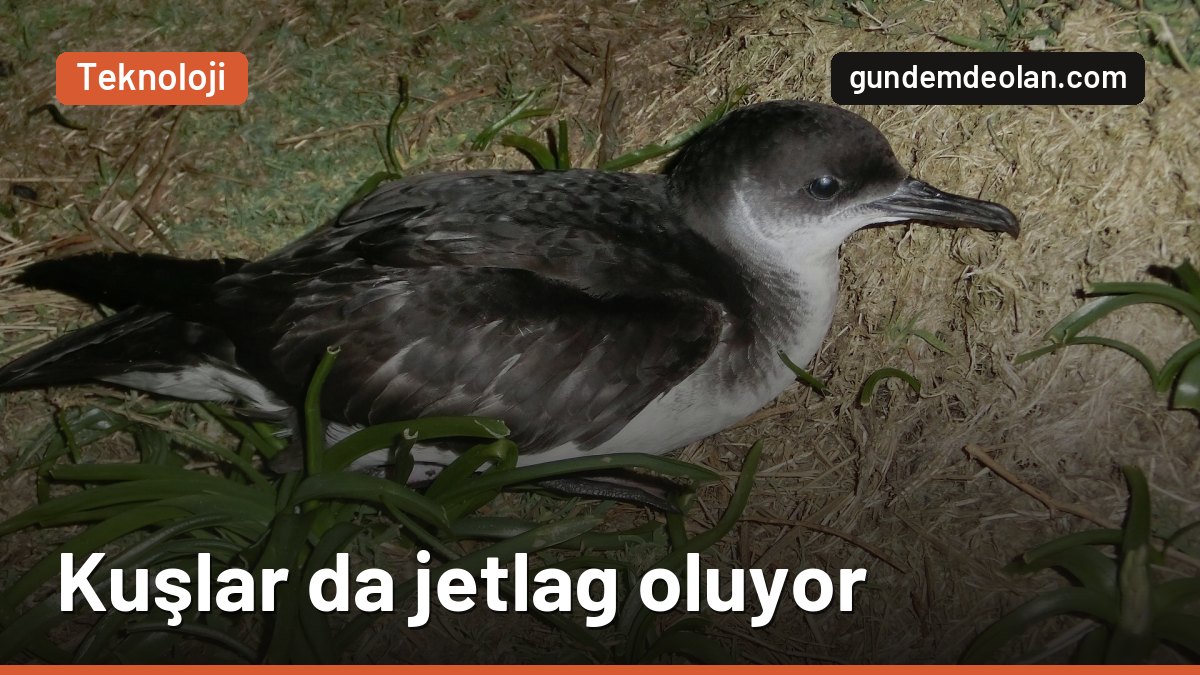 Göçmen kuşlar da jetlag oluyor: İç saat kayınca rotadan sapıyorlar