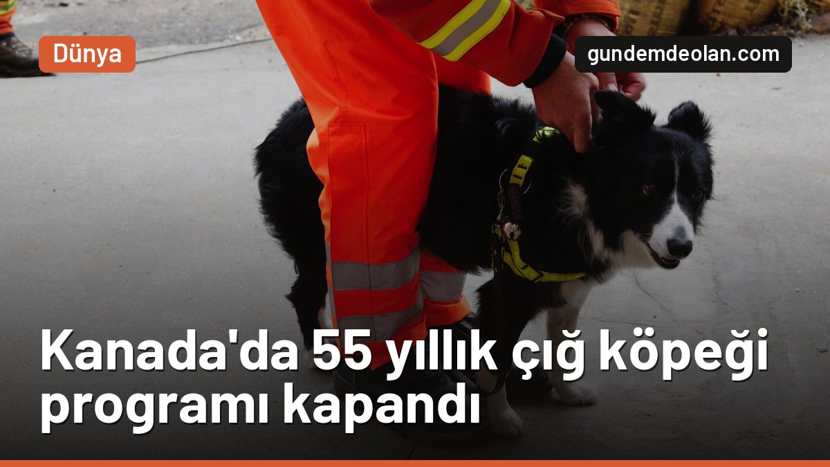 Kanada çığ köpeklerini emekliye ayırdı: 55 yıllık kurtarma programı bitti